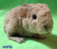 /album/miminka-a-jejich-rodicove5/hopik-zprava-jpg/